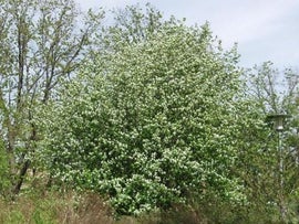 Amelanhier alnifolia Martin  MARJATUOMIPIHLAJA, saskatoon